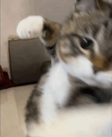 cat-punching.png